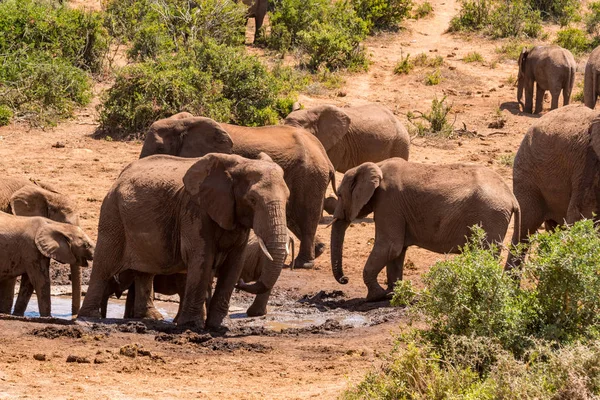 Grupo de elefantes africanos no parque nacional — Fotografia de Stock