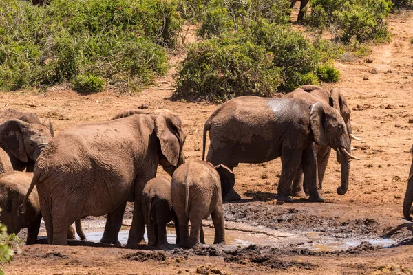 Afrika fili grubunda Milli Parkı — Stok fotoğraf