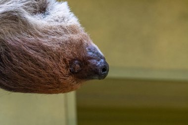 tembel kemiklerin yakın