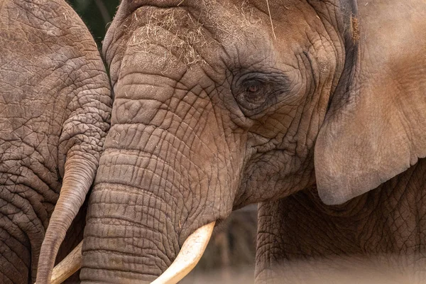 Um close-up de um elefante bebê — Fotografia de Stock