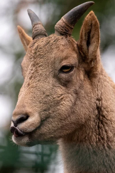 カメラを見ている動物のクローズアップ — ストック写真