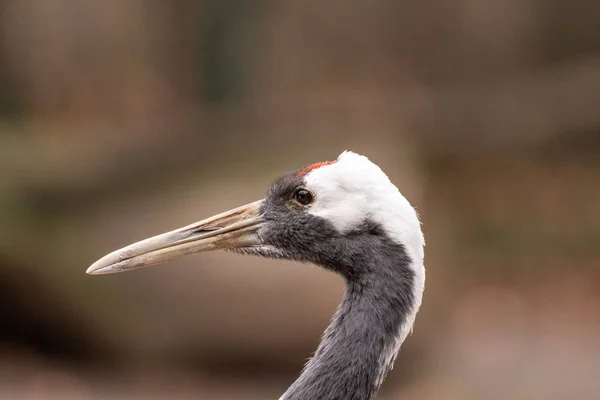 鳥のクローズアップ — ストック写真