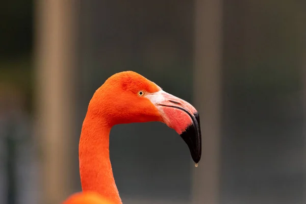 Oranje flamingo — Stockfoto