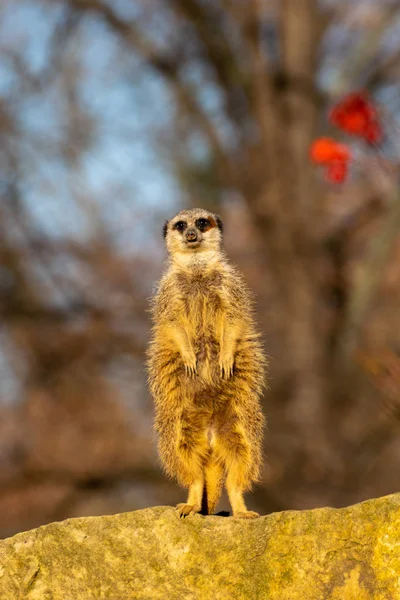 Meerkat standing in the sun — Stock Photo, Image