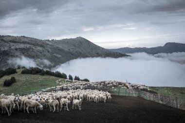 Pyrenees dağlarda koyun sürüsü. Hamile kadın seçin.