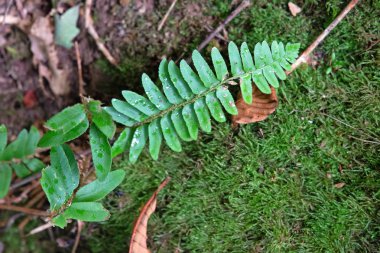 Fern yaprak çiy batırılmış