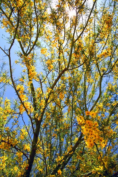 明るい黄色の花と木 — ストック写真