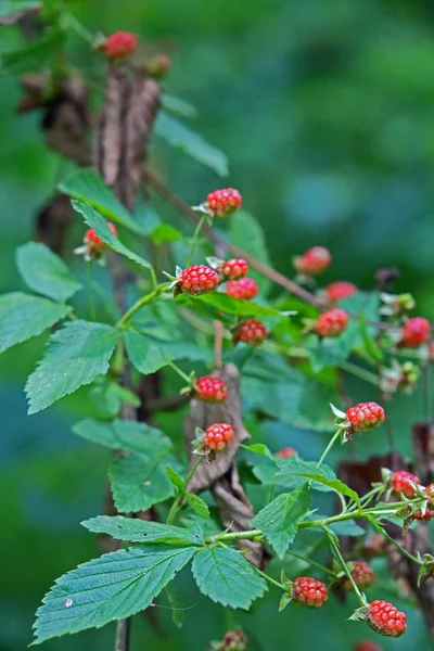 Frutti Bosco Che Crescono Nella Foresta — Foto Stock