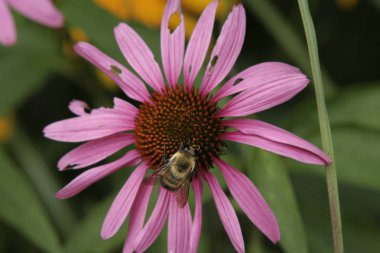 Çiçekteki Bal Arısı 