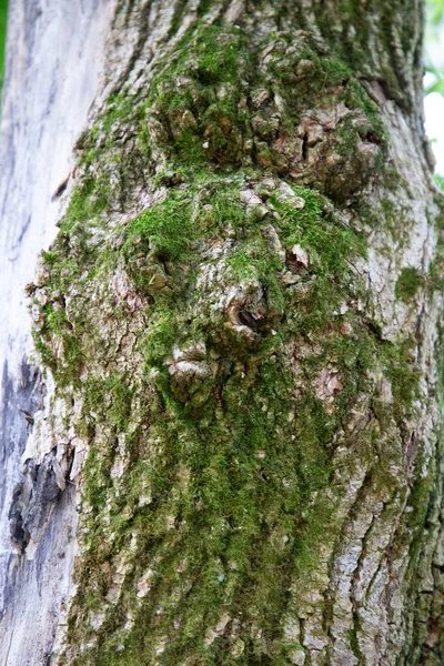 Mossiga Ansikte Ett Träd — Stockfoto
