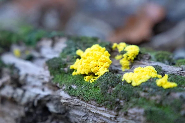 Fungo Amarelo Uma Árvore — Fotografia de Stock