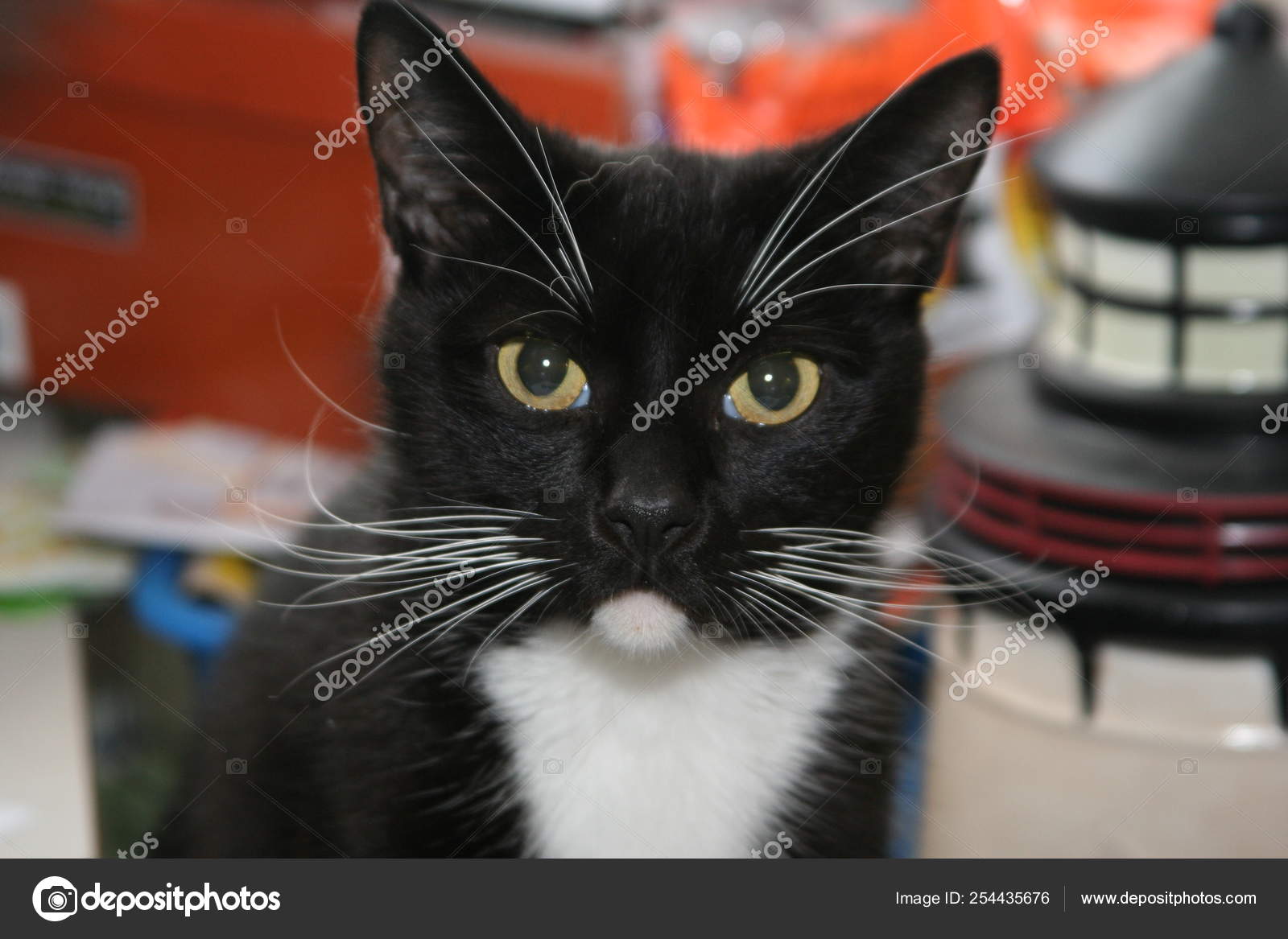 Black And White Tuxedo Cat Near Me Face Black White Tuxedo Cat