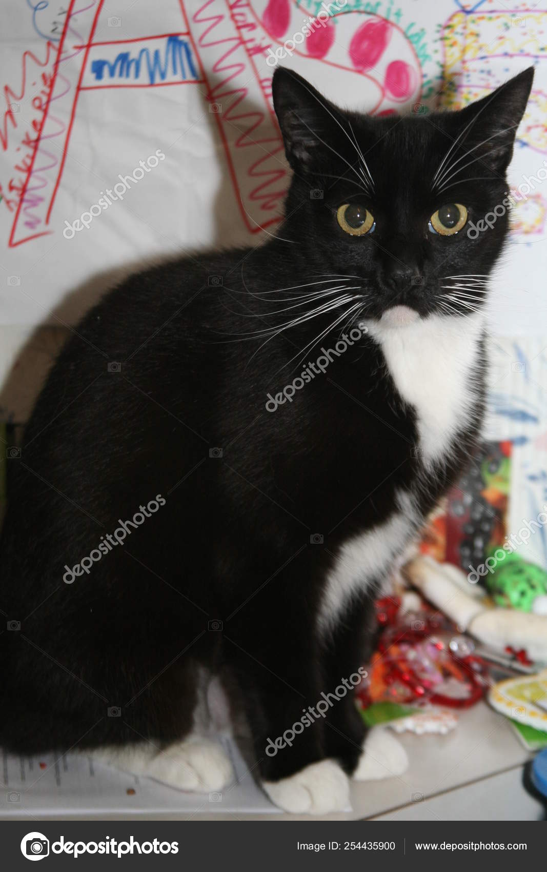 black and white tuxedo cat