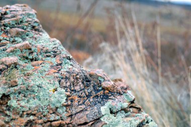 Lichen ve granit uyum içinde birlikte