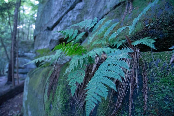 Fern growing out of a wall