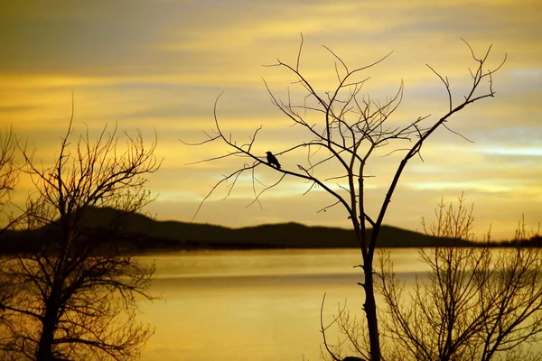 Oiseau Jaune Silhouette Contre Ciel — Photo