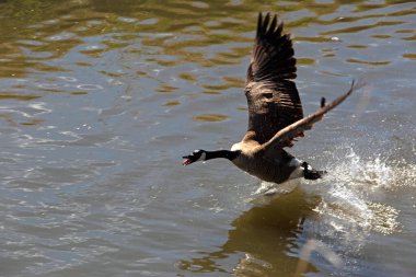 Çok kızgın bir kaz izinsiz giren başka bir kaza doğru uçuyor. 