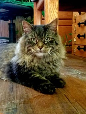 Tüylü, gri, yeşil gözlü bir kaplan