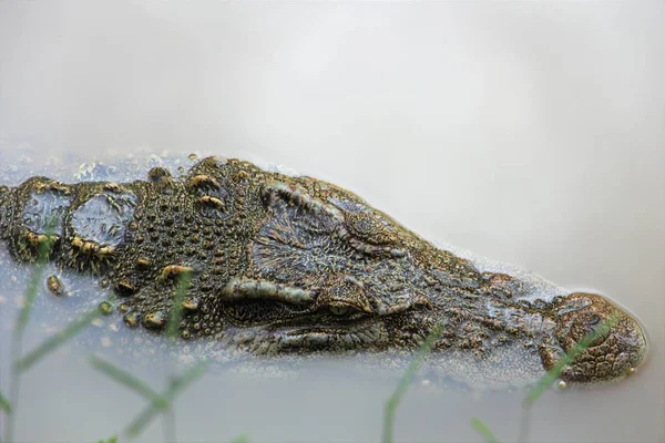 Crocodile Water — Stock Photo, Image