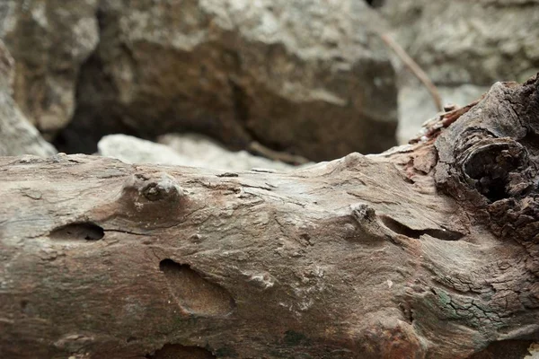 dry wood. dry tree