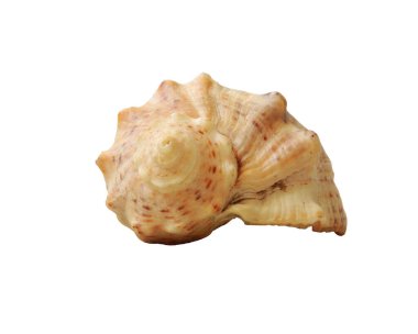 beyaz arka planda deniz kabuğu