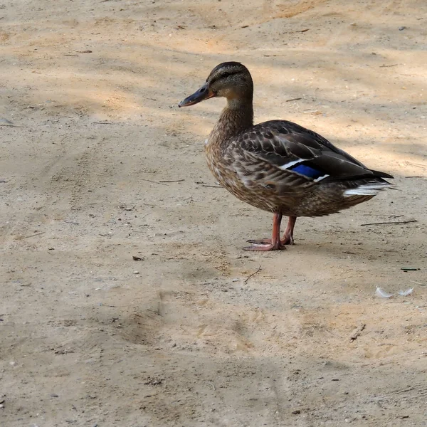 Pato Parado Arena — Foto de Stock