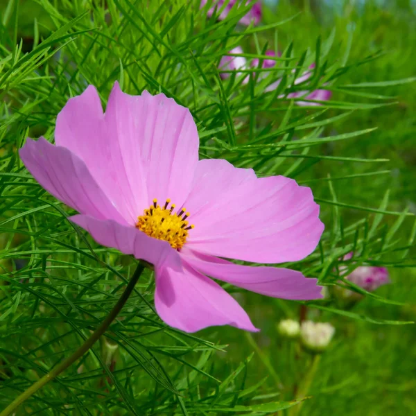 Cosmea Garden Flower Flower Bed Stock Photo