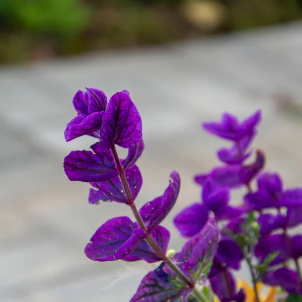 Flori Grădină Violet Într Pat Flori — Fotografie, imagine de stoc