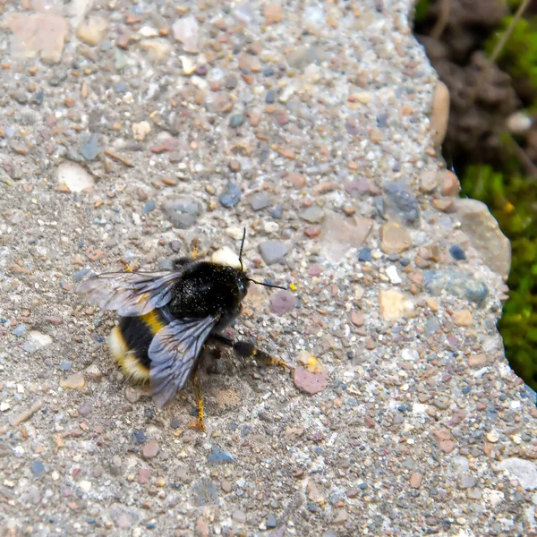 Bourdon Commun Sur Rocher — Photo