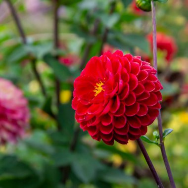 Çiçek tarhında Dahlia bahçesi çiçeği