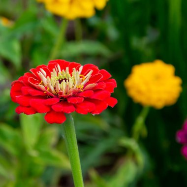 Bahçedeki bir çiçek tarlasında kadife çiçeği