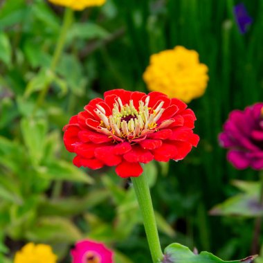 Bahçedeki bir çiçek tarlasında kadife çiçeği