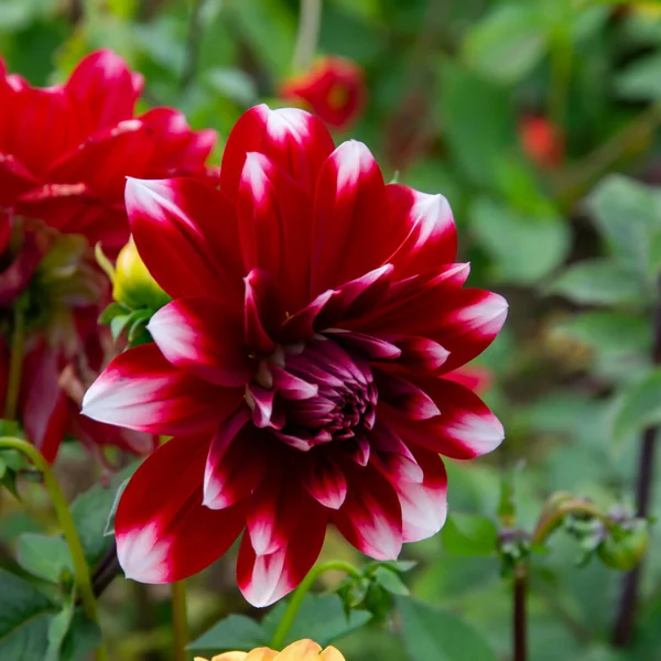 Çiçek tarhında Dahlia bahçesi çiçeği