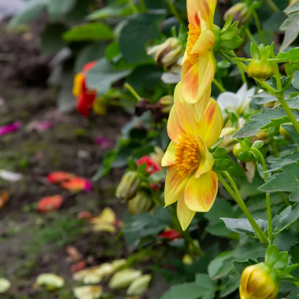 Dahlia Gradina Floare Într Pat Flori — Fotografie, imagine de stoc
