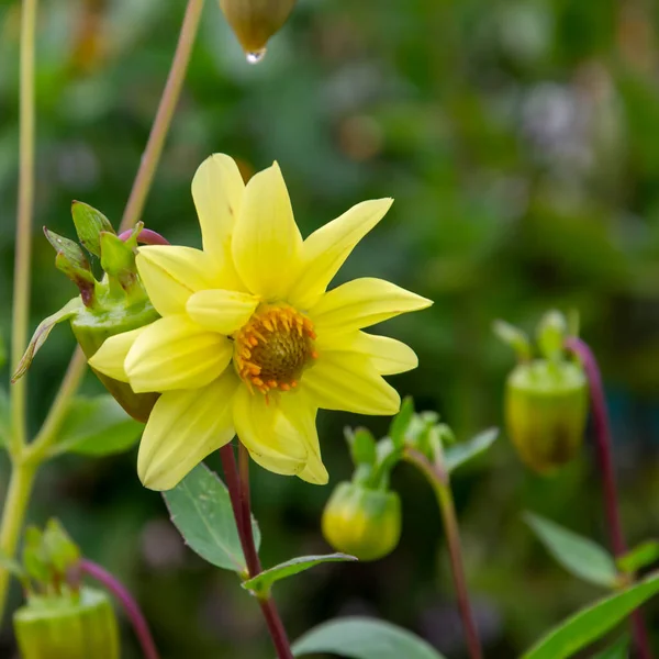 Dahlia Gradina Floare Într Pat Flori — Fotografie, imagine de stoc