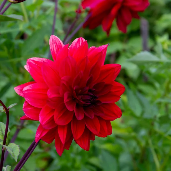 Dahlia Ogrodowy Kwiat Kwietniku — Zdjęcie stockowe