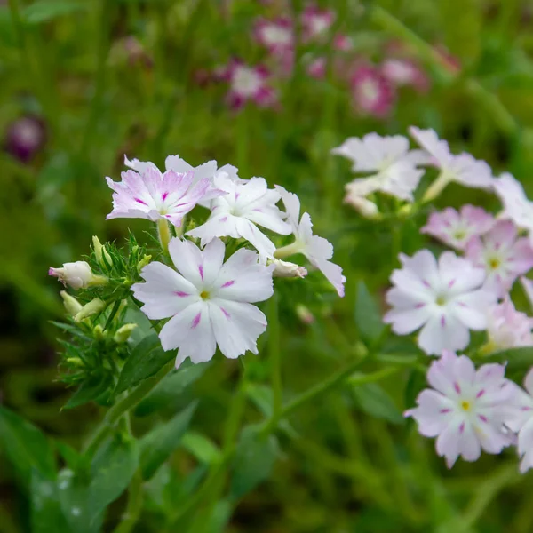 Flores Jardín Phlox Macizo Flores Jardín — Foto de Stock