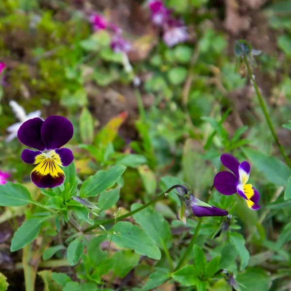 Viola Gradina Floare Într Pat Flori — Fotografie, imagine de stoc