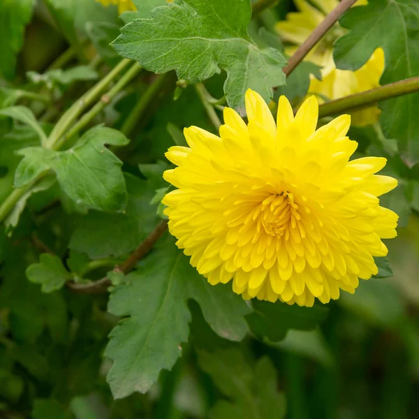 Crizanteme Galbene Grădină — Fotografie, imagine de stoc