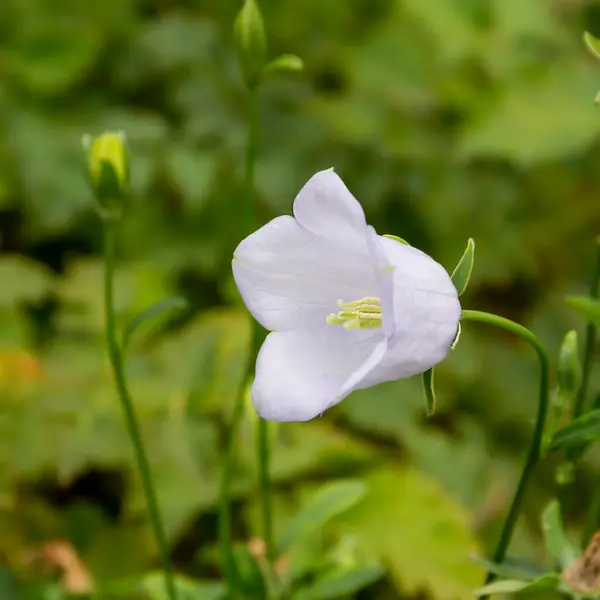 Gradina Clopot Floare Grădină Pat Flori — Fotografie, imagine de stoc