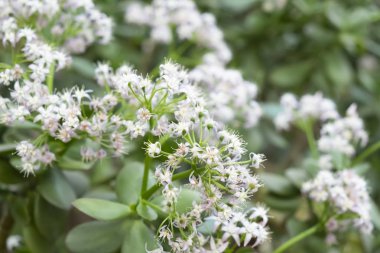 Birçok küçük güzel çiçekler para ağacı - yeşim bitkisi ovatac