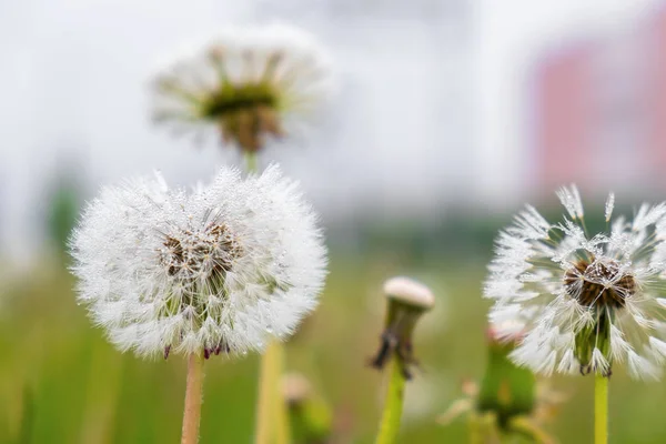 Spousta bílých dandeliů s načechraných semen a kapky rosy na — Stock fotografie