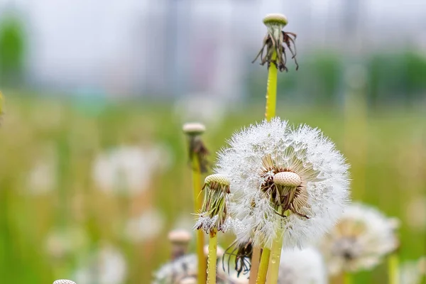 Spousta bílých dandeliů s načechraných semen a kapky rosy na — Stock fotografie