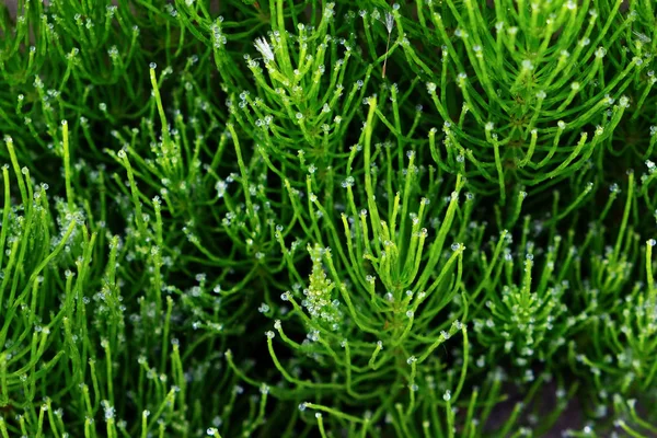 Sommergras mit klaren Tautropfen naht als Hintergrund. Sommer — Stockfoto