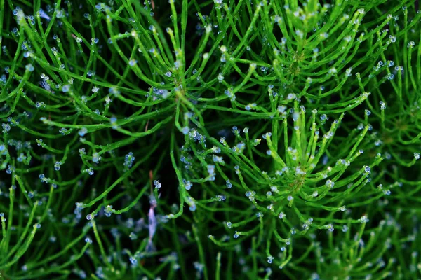 Сочная трава с капельками прозрачной росы крупным планом в качестве фона. Сумма — стоковое фото