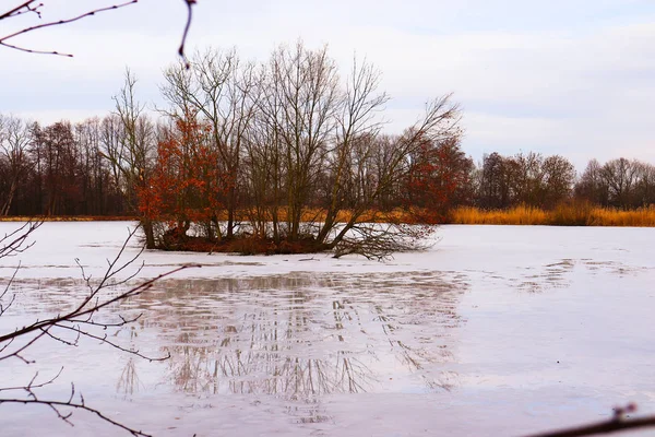 Wild Tree Nature Reserve Park Chko Poodri — Stock Photo, Image