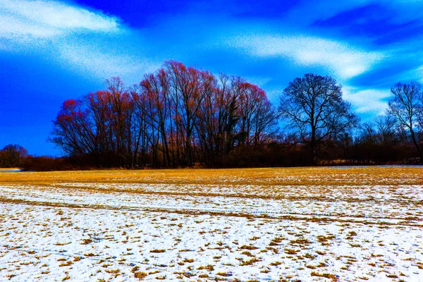 Alberi Selvatici Nel Parco Della Riserva Naturale Chko Poodri — Foto Stock