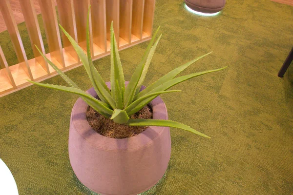 Riga havaalanında Aloe vera çiçek. Letonya