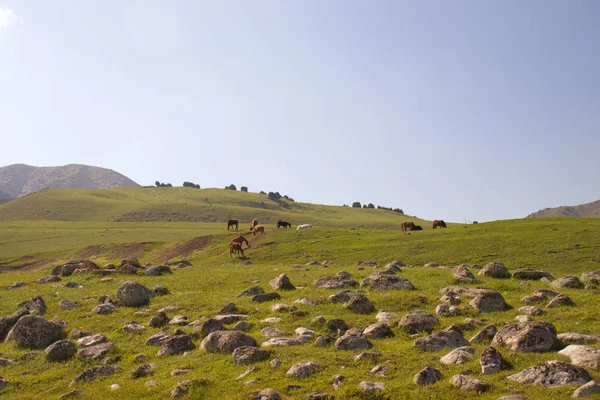 Kırgızistan'ın dağ manzaraları. Dağlarda bahar.