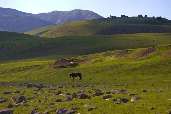 Kırgızistan'ın dağ manzaraları. Dağlarda bahar.
